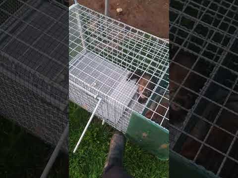 kurtha e kelbaqave e dhelprave