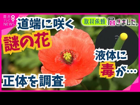黄色いケシ 植物