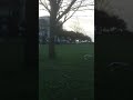 Herring Gulls Flying