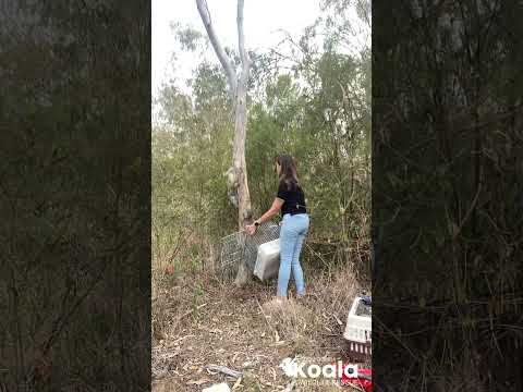 Koala “Maddy” goes back to the wild #toowoombakoalaandwildliferescue #koalarescue #koala