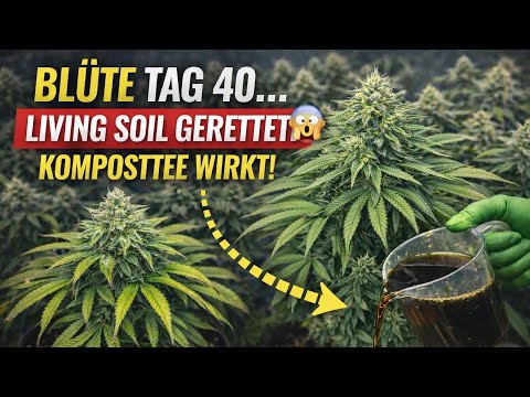 Budfluencer and 2 more