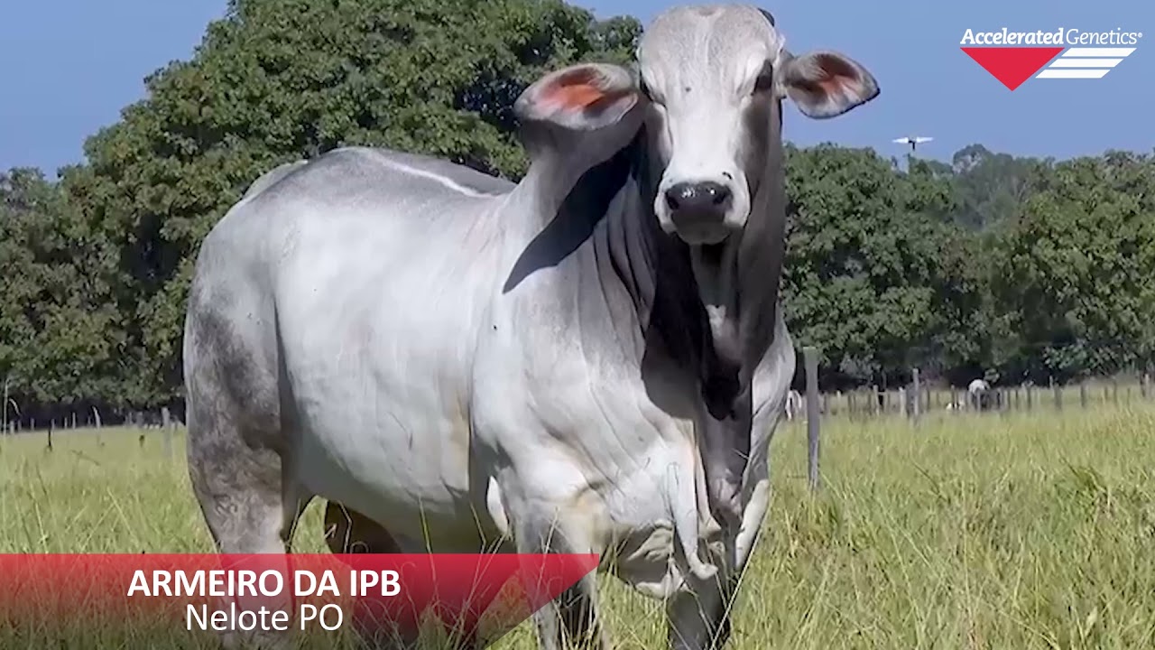 Vídeo ARMEIRO DA IPB