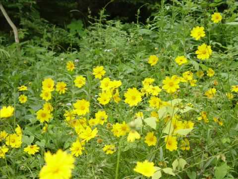 Alma del core .Antonio Caldara(1670-1736)