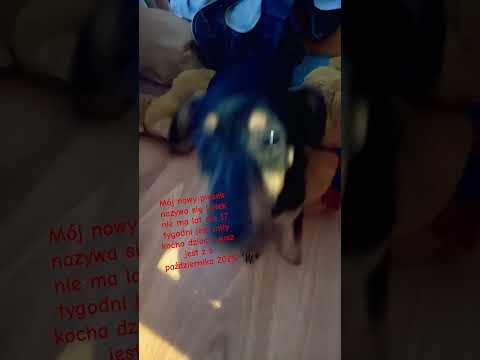 Nasz nowy piesek Lolek #Lolek #Piesek #Loleprec