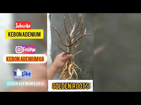 AVATAR 24K Golden Roots | akar emas #obesum #arabicum #desertrose #deserto #rose