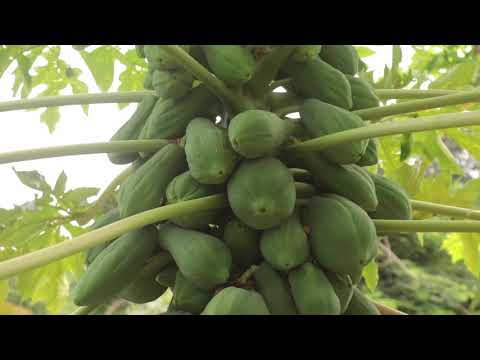 HEES CUSUB BEERIHII BAYDHABO JANAAY