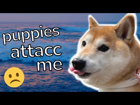 Shiba has disagreements on the beach 🥴