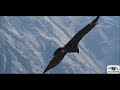 Mike Oldfield- Weightless (Fragmento Early Stages Demo Versión Tubular Bells II)