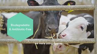 AMBUGREEN™ Testimonial — Calf Disbudding