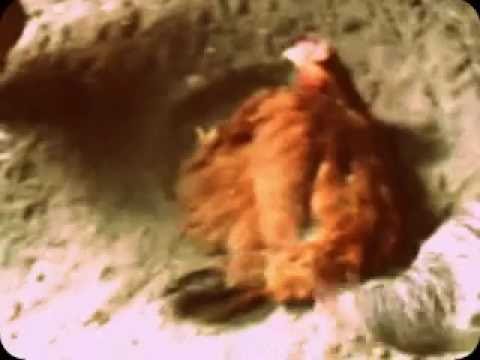 Medicina omeopatica a helminths Sintomi di vermi a un terrier di Yorkshire