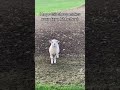 Don T Be A Sheep Of A Sheep Entertainment Viral Funny Smile Happy Love Gaming