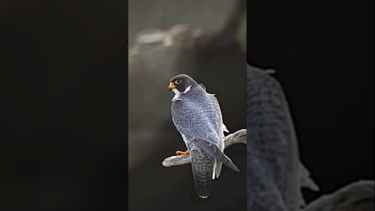 Falcon Fastest Attack on a Bird in Midair #falcon #falconattack #viralshorts #shorts