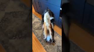 Video preview image #1 Mutt Puppy For Sale in Ridgefield, CT, USA