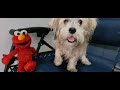 Milo Moments With His Elmo
