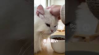 睡魔に負けた猫…ご飯中に寝落ちする【猫AIアニメ】