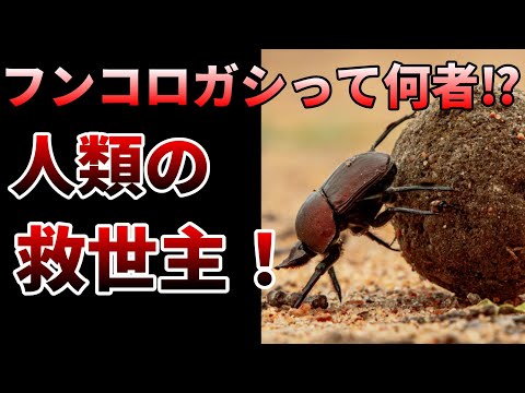 コガネムシのサセル