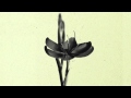 Laura Mvula - She - Laura Mvula Laura Mvula - She