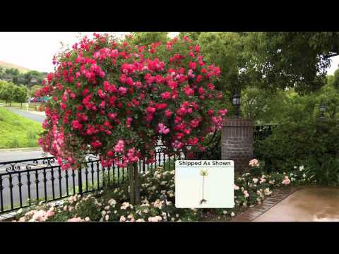 Rose Tree Wholesale Price For Rose Plant In India