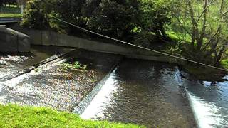 preview picture of video 'The weir at Elderslie - North Otago'