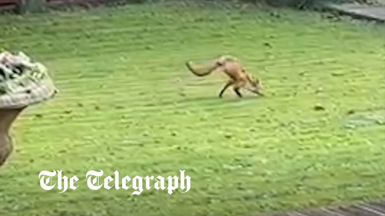 Un renard à deux pattes traverse le jardin du couple “comme un humain”