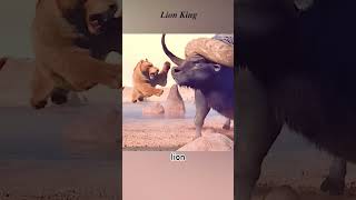 Lion defeats buffalo to save the savannah #animations