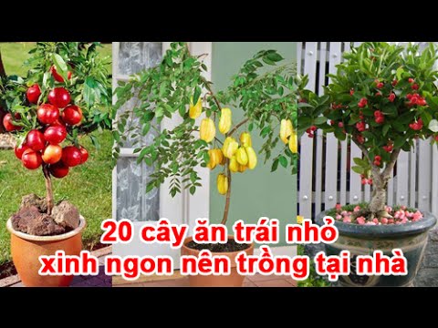 , title : '20 cây ăn trái nhỏ xinh ngon nên trồng tại nhà'