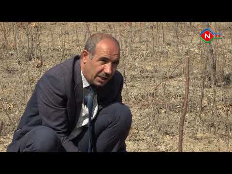 Bərəkət - 18.03.2021