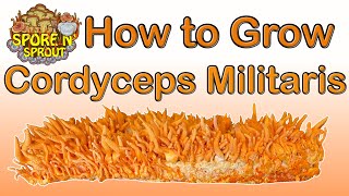 How to Grow Cordyceps Militaris Fungi | Two Methods