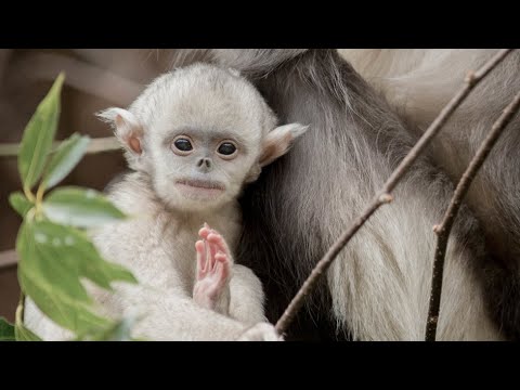 Mystery Monkeys of Shangri-La | Terra Mater Studios (Official Trailer)