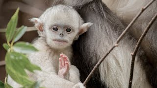 Mystery Monkeys of Shangri-La | Terra Mater Studios (Official Trailer)