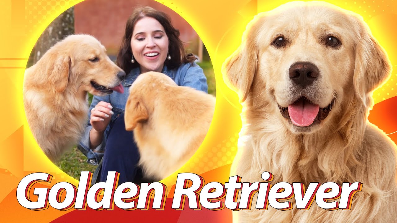 Golden Retriever - O dourado amável | Guia de Raças Baw Waw