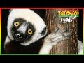 Zoboomafoo NEW HD Compilation 2 Hours Animal Shows For Kids