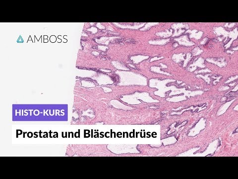Histology of the Prostate and Seminal Veins - Microscopic Anatomy - AMBOSS Video