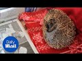 SICK: Hedgehog cruelly had its spines cut off with SCISSORS - Daily Mail