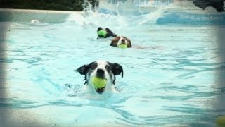 Back to School for Diving Dogs | American Dog With Victoria Stilwell