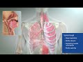 3D Animation Video Cough