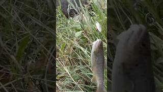 Download lagu ๐๏ธ๐ฃ #kyrgyzstan #fish #fishing #tiktok #instagram #mountains #nature #travel #beautiful mp3 Download lagu ๐๏ธ๐ฃ #kyrgyzstan #fish #fishing #tiktok #instagram #mountains #nature #travel #beautiful mp3