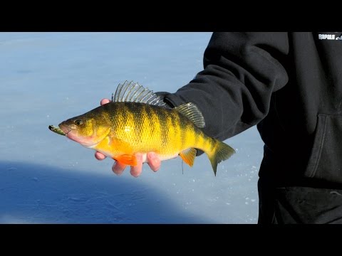 World-class Ice Fishing - Giant Idaho Perch - In Depth Outdoors, Season 9, Episode 10