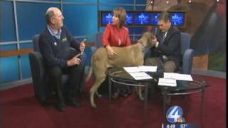 Bark Busters Dog Training Tips for Bringing Home a Puppy - Steve Dell