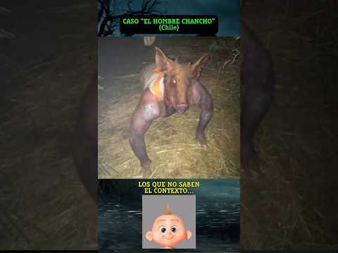 CASO “EL HOMBRE CHANCHO”. Avistamientos en Chile. (Contexto en el video✌️😁)