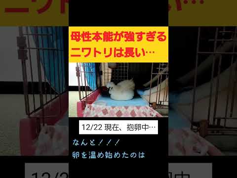 4つの簡単なステップで冬に鶏に卵を産ませるにはどうすればよいですか?  庭園