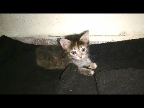A blind kitten finally sees the light (part 2)