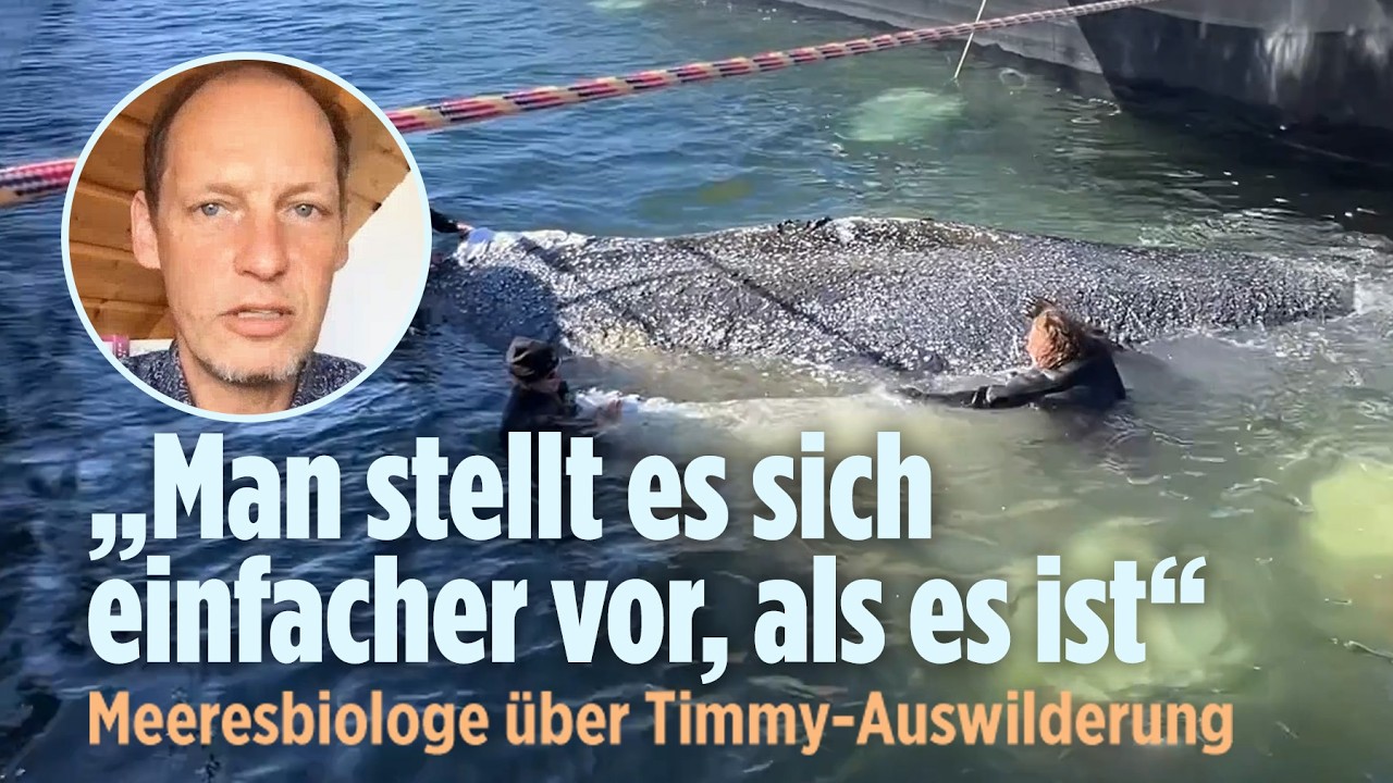 Auswilderung von Wal Timmy: „Man stellt es sich einfacher vor, als es ist“ – Meeresbiologe skeptisch