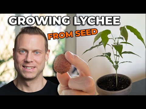 Growing Lychee/Litchie Tree From Seed - Part 1 - 0-3 months progress.