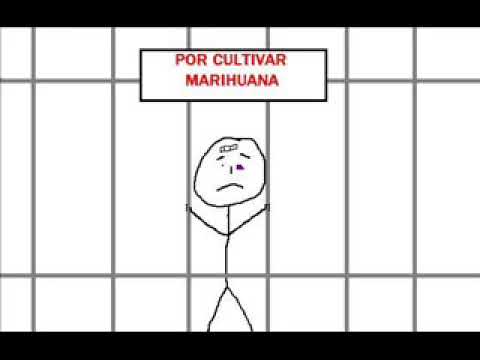 Resistencia suburbana por cultivar marihuana