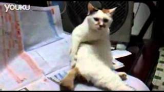 This is like the Al Bundy of cats. 