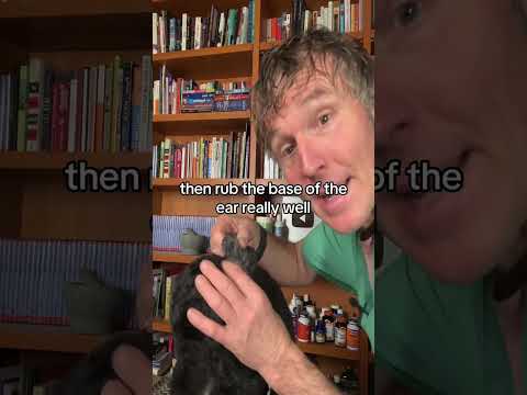 2 best OTC meds for Dog Ear Infections