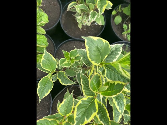 Вейгела цветущая Nana Variegata