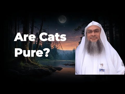 Are Cats Pure? - Assim al hakeem