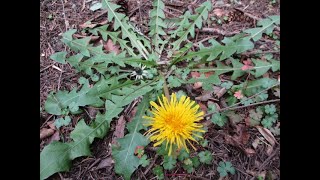 Dandelions in bloom on a winter day in Canada